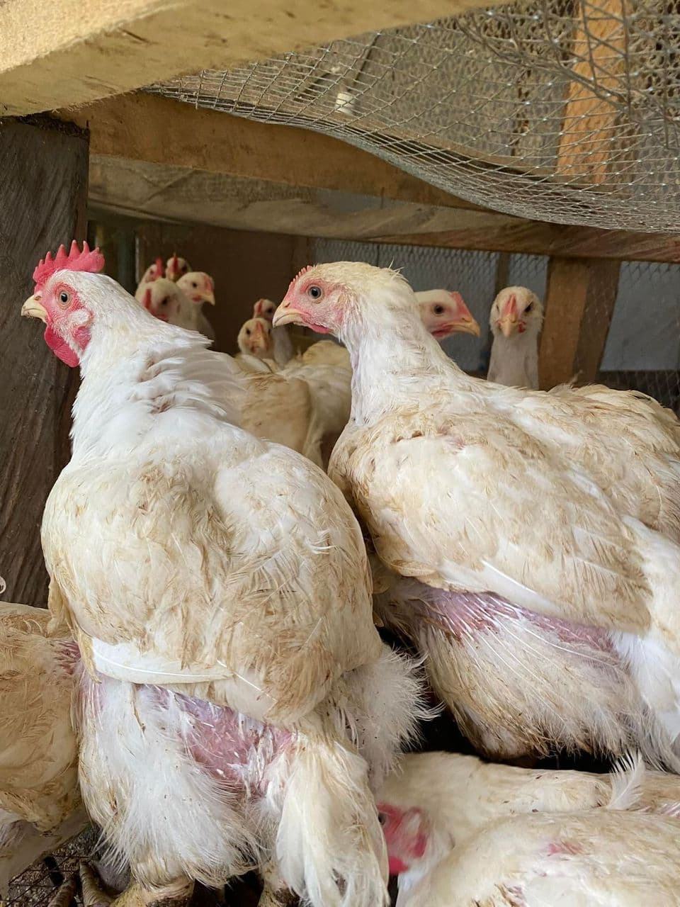 Mature Broilers (per bird)