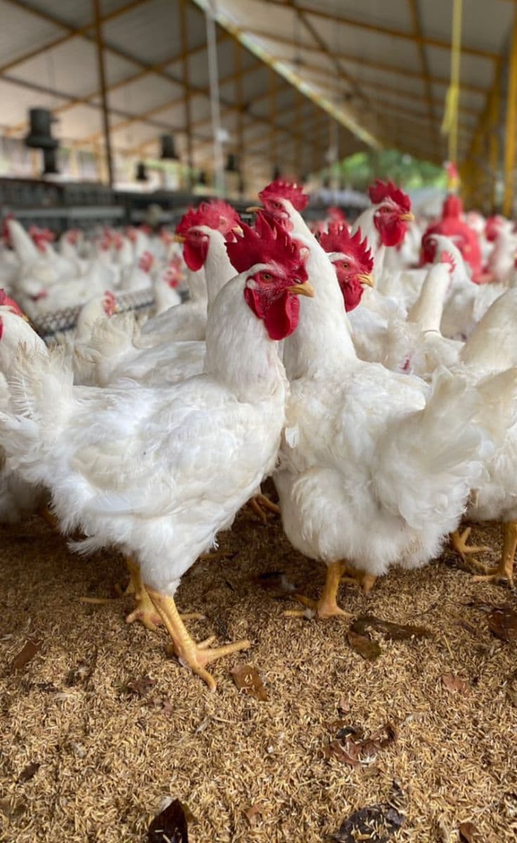 Young Broiler Chicks