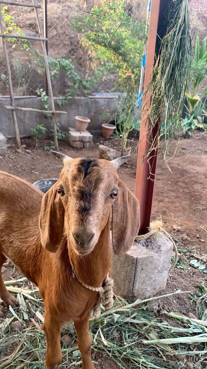 Adult Brown Goat