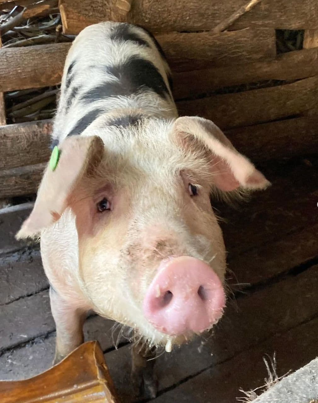 Adult Spotted Pig