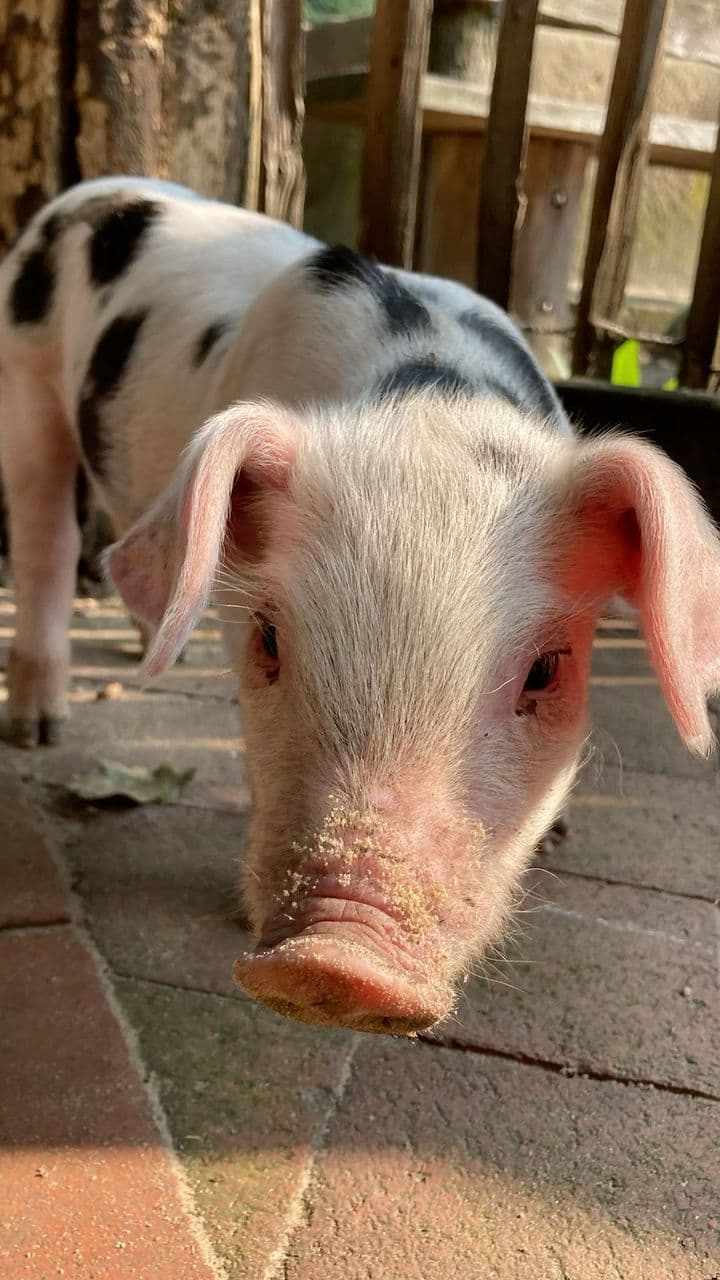 Young Piglet