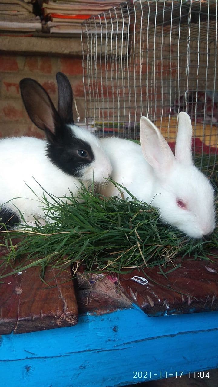 Dutch Breed Rabbit