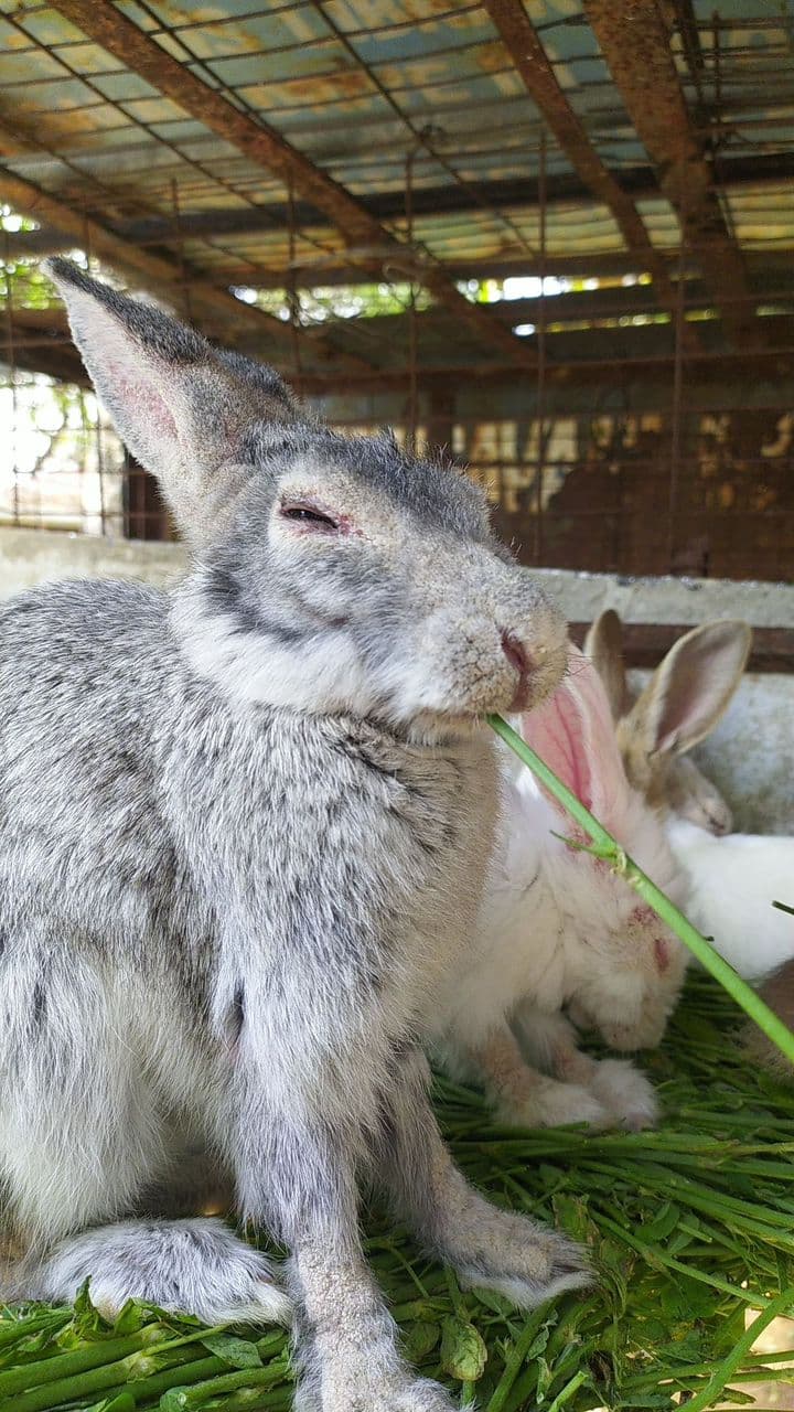 Chinchilla Grey Rabbit