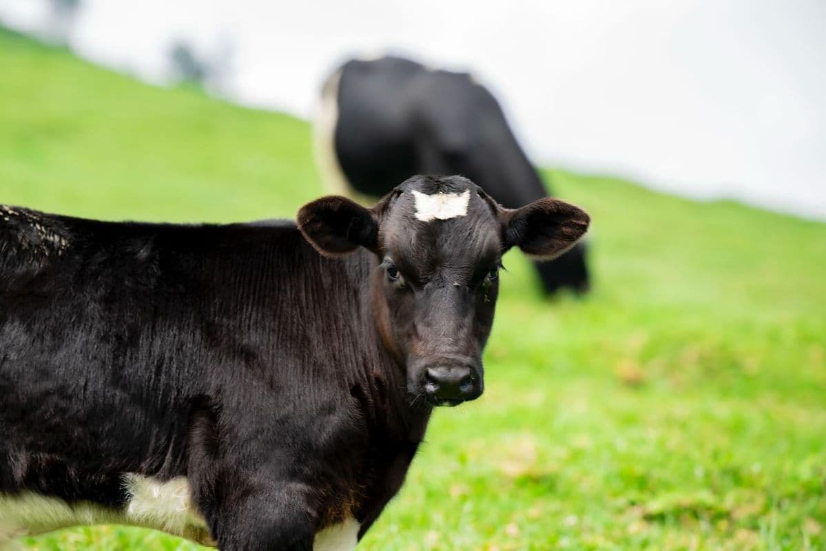 Friesian dairy cattle on a Rwandan farm