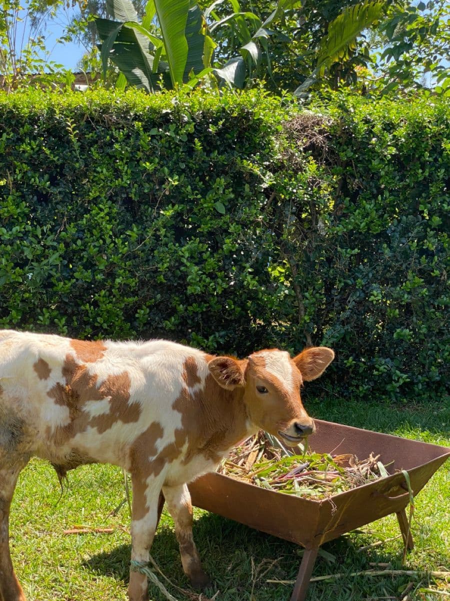 Black Local Calf