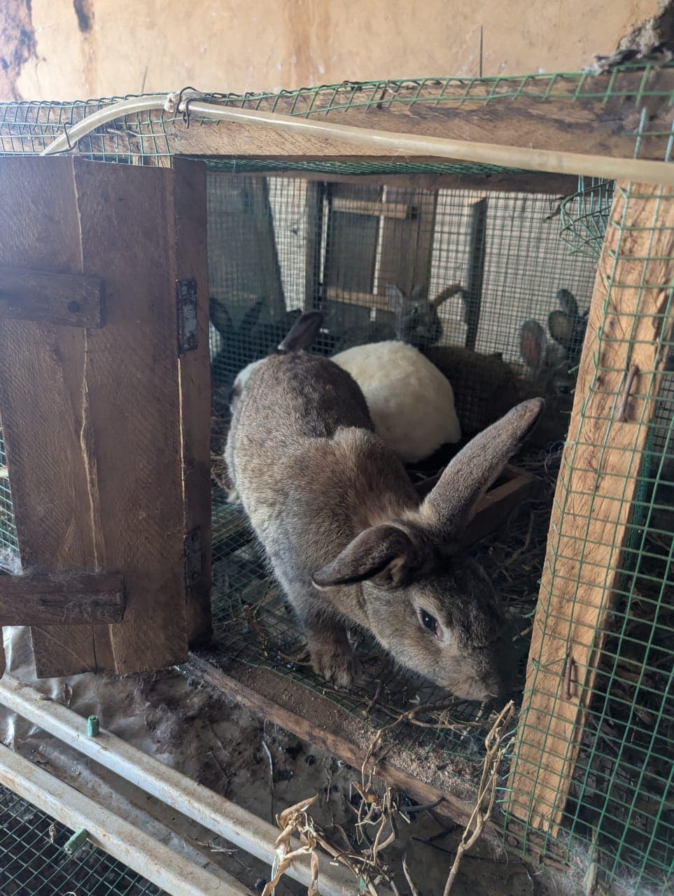 Flemish Giant Rabbit