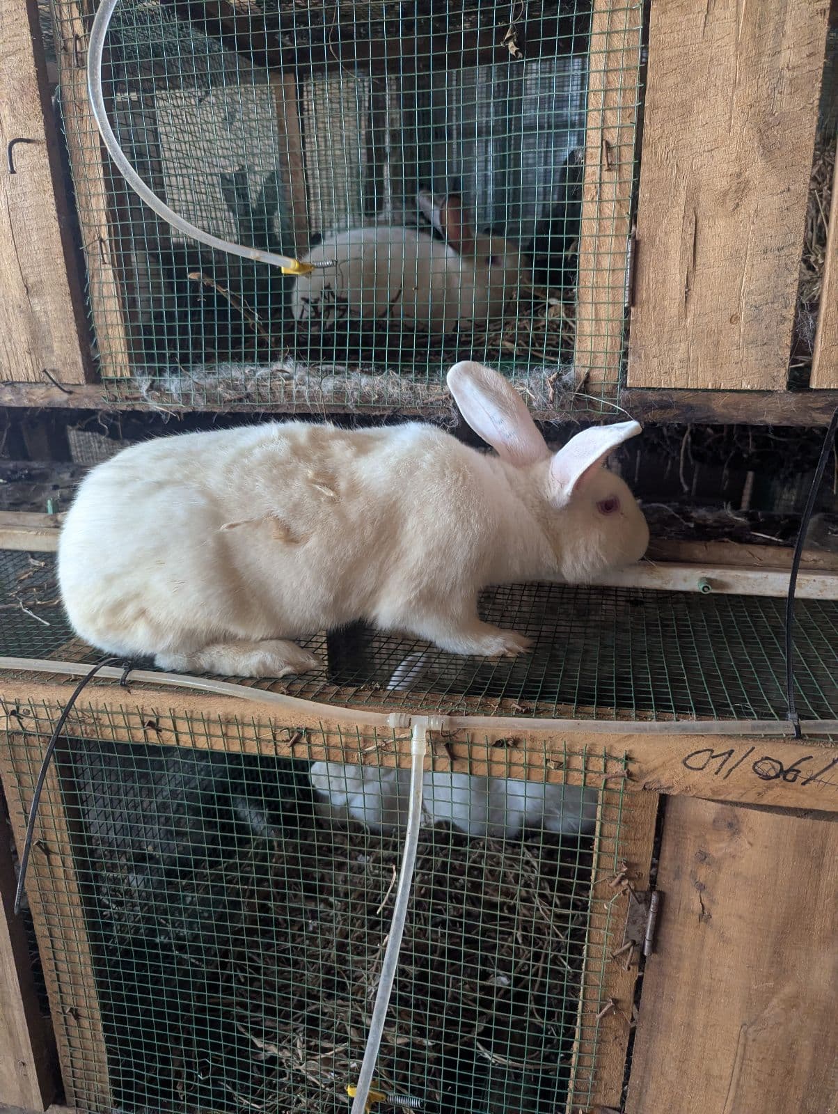 New Zeeland white rabbit