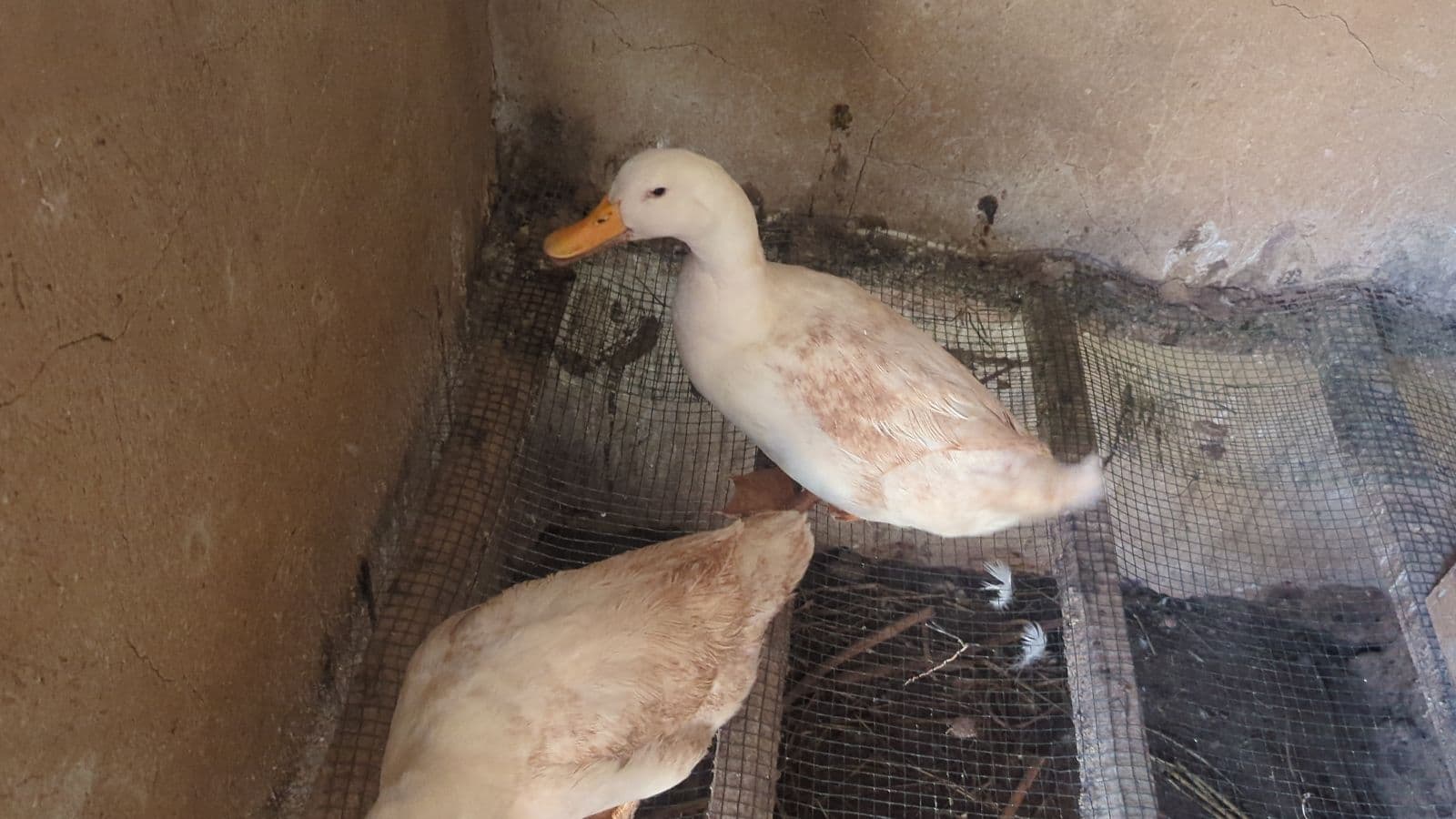 PEKKIN DUCKS