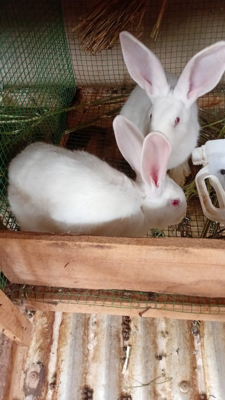 New Zealand white rabbit