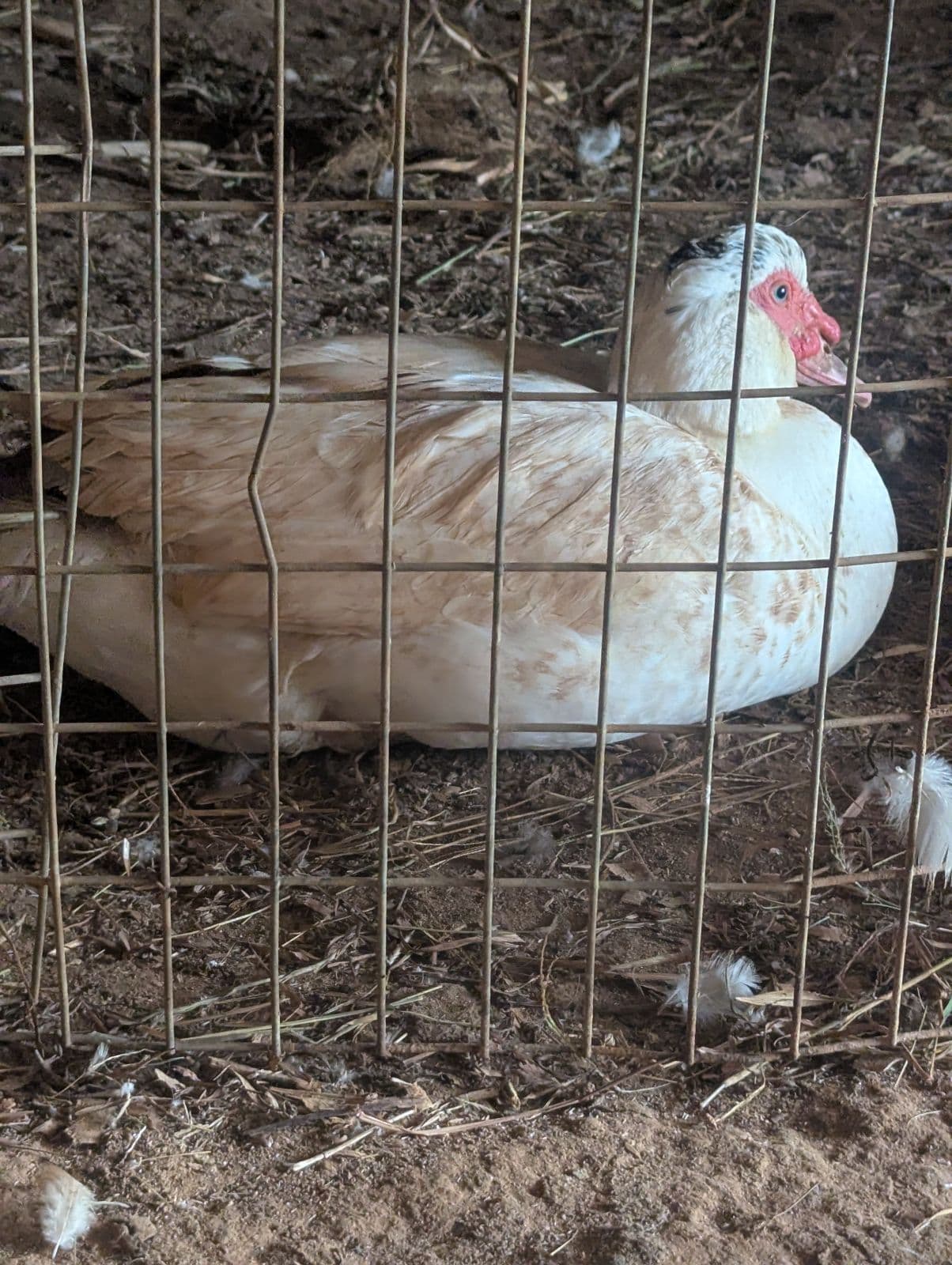 Muscovy Ducks