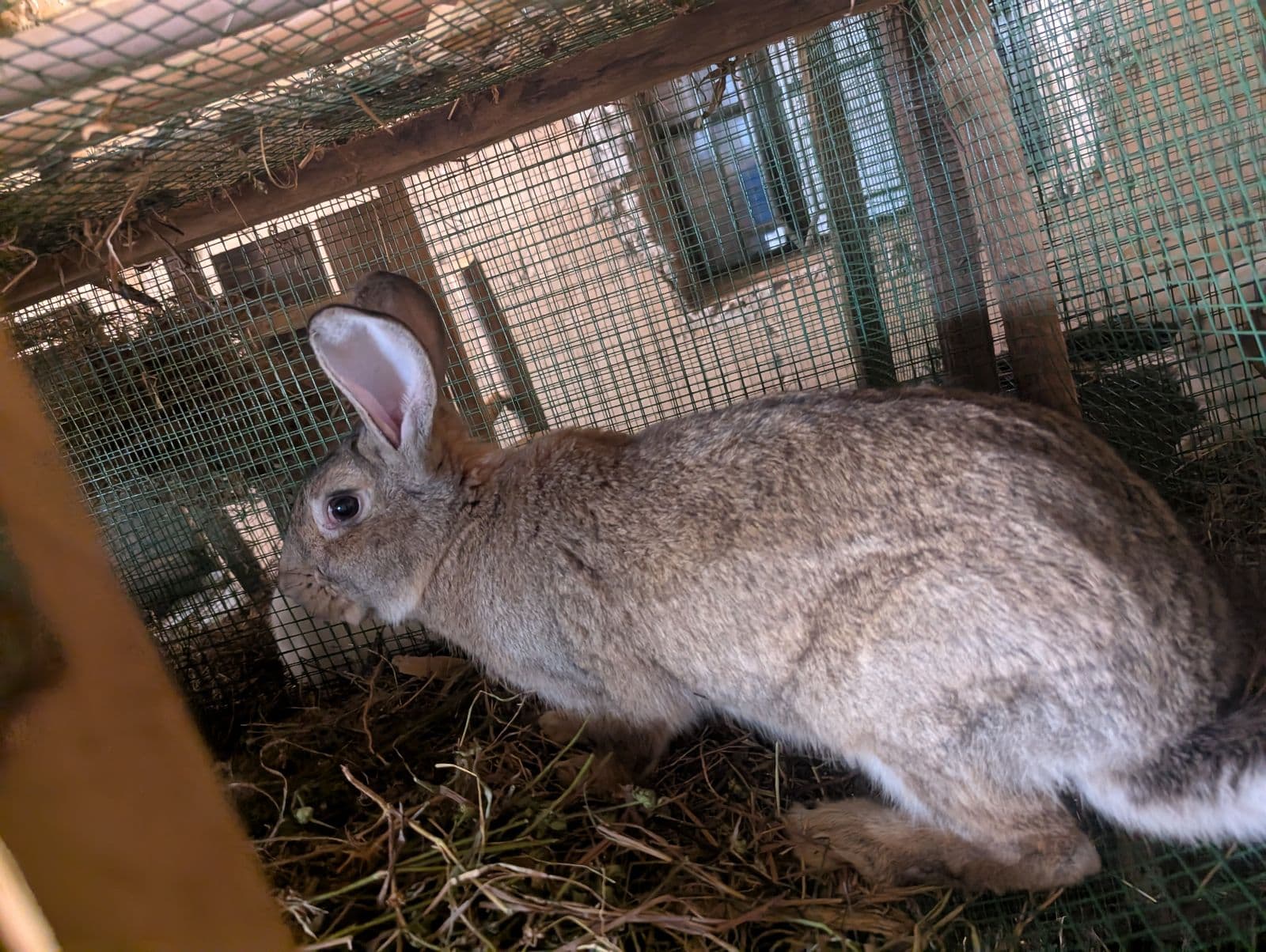Flemish Giant Rabbit