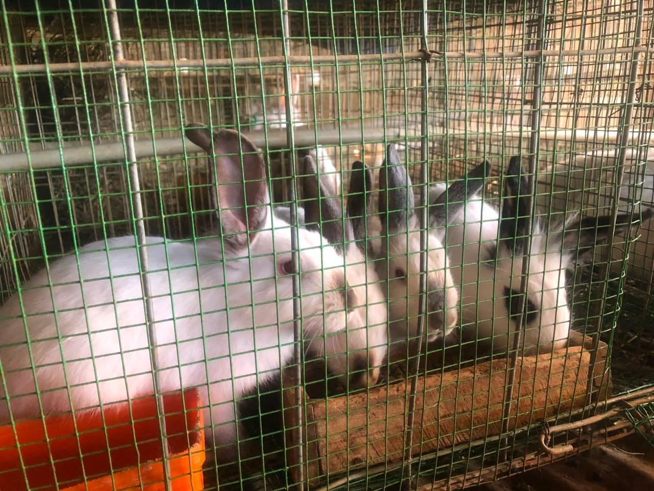 California white rabbits